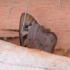 Heteronympha penelope (Shouldered Brown) at Booth, ACT - 27 Jan 2019 by Christine