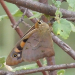 Heteronympha penelope at Booth, ACT - 28 Jan 2019