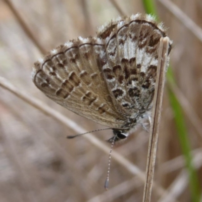 Neolucia hobartensis (Montane Heath-blue) at Booth, ACT - 28 Jan 2019 by Christine