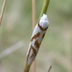 Oxythecta acceptella (Scat Moth) at Booth, ACT - 27 Jan 2019 by Christine