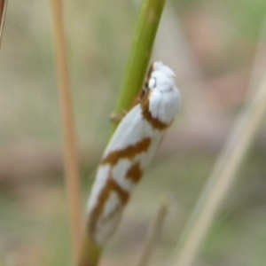 Oxythecta acceptella at Booth, ACT - 28 Jan 2019 10:44 AM