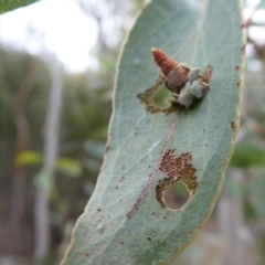 Psychidae (family) IMMATURE at Rendezvous Creek, ACT - 28 Jan 2019 11:39 AM