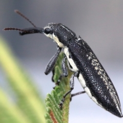 Rhinotia sp. in brunnea-group (A belid weevil) at Majura, ACT - 27 Jan 2019 by jb2602