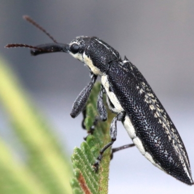 Rhinotia sp. in brunnea-group (A belid weevil) at Majura, ACT - 26 Jan 2019 by jbromilow50