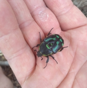 Chlorobapta frontalis at Kambah, ACT - 28 Jan 2019