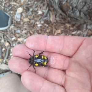 Chlorobapta frontalis at Kambah, ACT - 28 Jan 2019