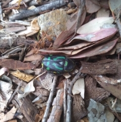 Chlorobapta frontalis at Kambah, ACT - 28 Jan 2019