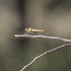 Diplacodes haematodes (Scarlet Percher) at Hawker, ACT - 23 Jan 2019 by AlisonMilton