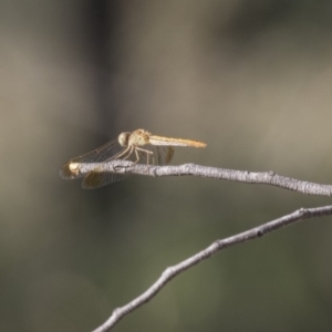 Diplacodes haematodes at Hawker, ACT - 23 Jan 2019 08:27 AM