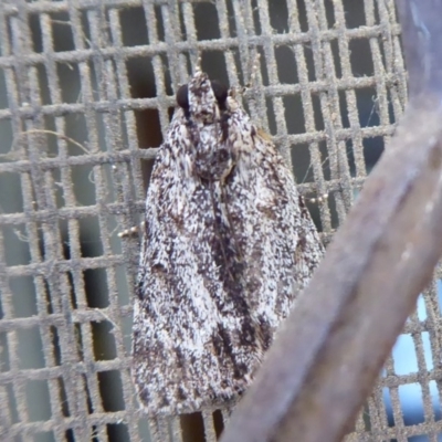 Spectrotrota fimbrialis (A Pyralid moth) at Flynn, ACT - 25 Jan 2019 by Christine