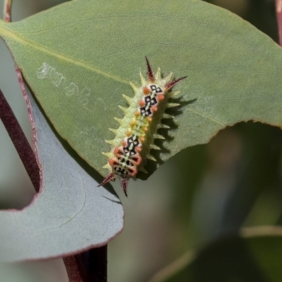 Doratifera quadriguttata and casta (Four-spotted Cup Moth) at Hawker, ACT - 23 Jan 2019 by AlisonMilton