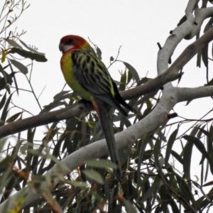 Platycercus eximius at Bonython, ACT - 28 Jan 2019 12:35 PM