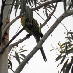 Platycercus eximius at Bonython, ACT - 28 Jan 2019 12:35 PM