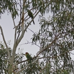 Platycercus eximius at Bonython, ACT - 28 Jan 2019