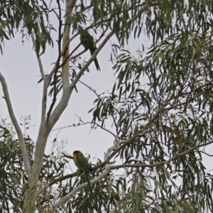 Platycercus eximius at Bonython, ACT - 28 Jan 2019 12:35 PM