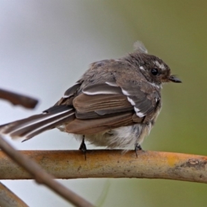 Rhipidura albiscapa at Bonython, ACT - 28 Jan 2019