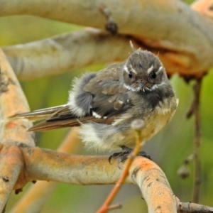 Rhipidura albiscapa at Bonython, ACT - 28 Jan 2019