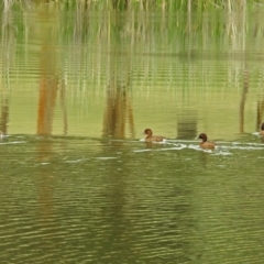 Aythya australis (Hardhead) at Bonython, ACT - 28 Jan 2019 by RodDeb