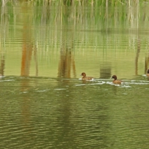 Aythya australis at Bonython, ACT - 28 Jan 2019