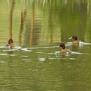 Aythya australis at Bonython, ACT - 28 Jan 2019