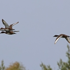 Aythya australis at Bonython, ACT - 28 Jan 2019