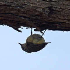 Acanthiza chrysorrhoa at Bonython, ACT - 28 Jan 2019