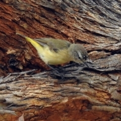 Acanthiza chrysorrhoa at Bonython, ACT - 28 Jan 2019