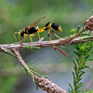 Sceliphron laetum at Bonython, ACT - 28 Jan 2019 01:23 PM