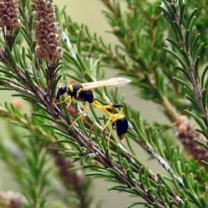 Sceliphron laetum at Bonython, ACT - 28 Jan 2019 01:23 PM