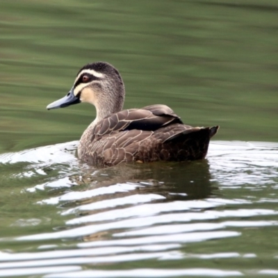 Anas superciliosa (Pacific Black Duck) at Bonython, ACT - 28 Jan 2019 by RodDeb