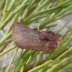 Doratifera quadriguttata and casta (Four-spotted Cup Moth) at Theodore, ACT - 8 Dec 2018 by owenh