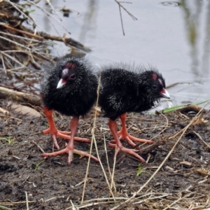 Porphyrio melanotus at Bonython, ACT - 28 Jan 2019