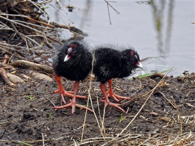 Porphyrio melanotus (Australasian Swamphen) at Bonython, ACT - 28 Jan 2019 by RodDeb