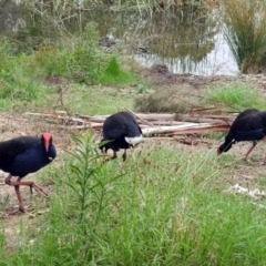 Porphyrio melanotus at Bonython, ACT - 28 Jan 2019