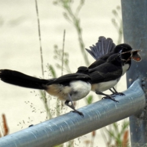 Rhipidura leucophrys at Bonython, ACT - 28 Jan 2019 12:51 PM