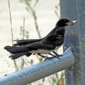 Rhipidura leucophrys at Bonython, ACT - 28 Jan 2019 12:51 PM