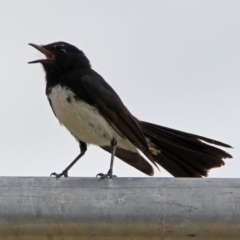 Rhipidura leucophrys at Bonython, ACT - 28 Jan 2019 12:51 PM