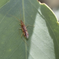 Miridae (family) (Unidentified plant bug) at The Pinnacle - 23 Jan 2019 by AlisonMilton