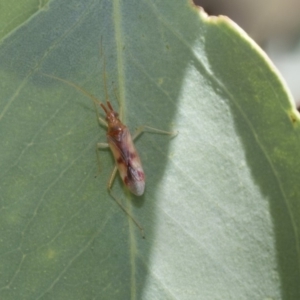 Miridae (family) at Hawker, ACT - 23 Jan 2019 11:41 AM