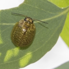 Paropsisterna cloelia (Eucalyptus variegated beetle) at Hawker, ACT - 23 Jan 2019 by AlisonMilton