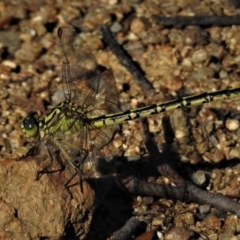 Austrogomphus guerini (Yellow-striped Hunter) at Woodstock Nature Reserve - 21 Jan 2019 by JohnBundock