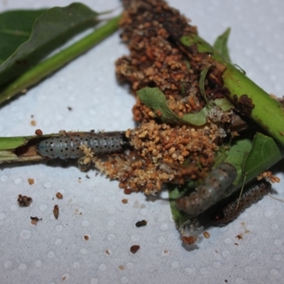 Hypsipyla robusta at Malua Bay, NSW - 28 Jan 2019 by nickhopkins