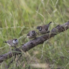 Stizoptera bichenovii (Double-barred Finch) at The Pinnacle - 23 Jan 2019 by AlisonMilton