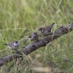 Stizoptera bichenovii (Double-barred Finch) at Dunlop, ACT - 23 Jan 2019 by Alison Milton