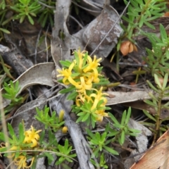 Persoonia chamaepeuce (Dwarf Geebung) at Booth, ACT - 27 Jan 2019 by MatthewFrawley