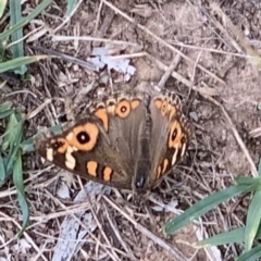 Junonia villida (Meadow Argus) at Fowles St. Woodland, Weston - 27 Jan 2019 by AliceH