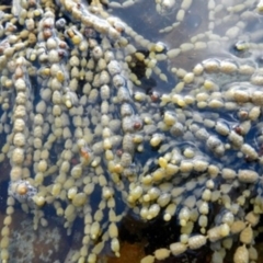 Hormosira banksii (Neptune's Necklace) at Green Cape, NSW - 18 Aug 2013 by MichaelMcMaster