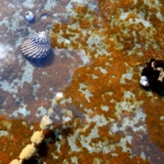 Unidentified Sea Snail or Limpet (Gastropoda) at Green Cape, NSW - 17 Aug 2013 by MichaelMcMaster