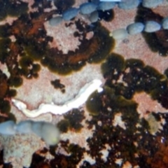 Unidentified Polychaete Worm at Green Cape, NSW - 17 Aug 2013 by MichaelMcMaster