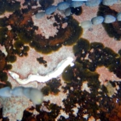 Unidentified Polychaete Worm at Green Cape, NSW - 17 Aug 2013 by MichaelMcMaster